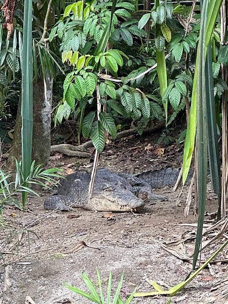 一個人去動物園