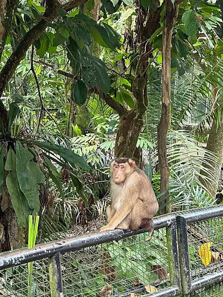 一個人去動物園