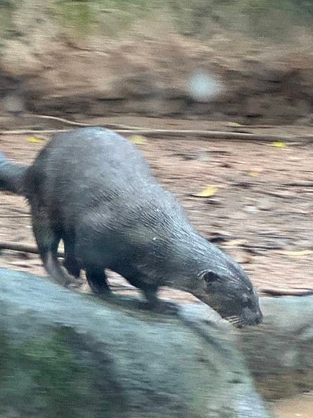 一個人去動物園