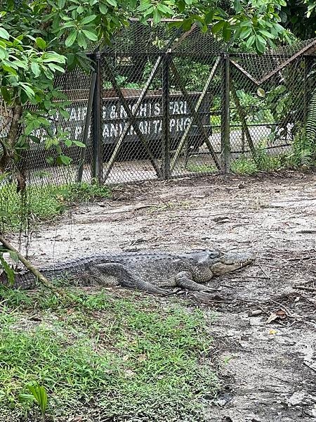 一個人去動物園