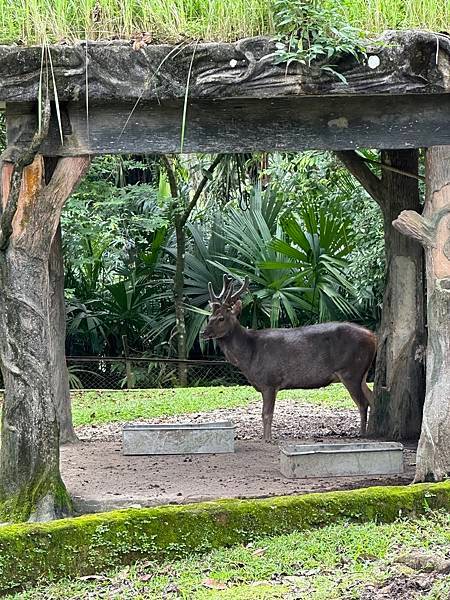 一個人去動物園