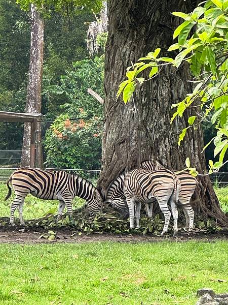 一個人去動物園