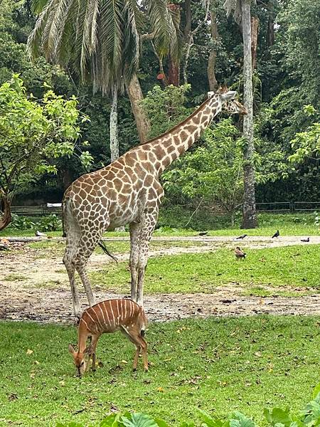 一個人去動物園