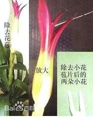 a觀賞鳳梨13.jpg