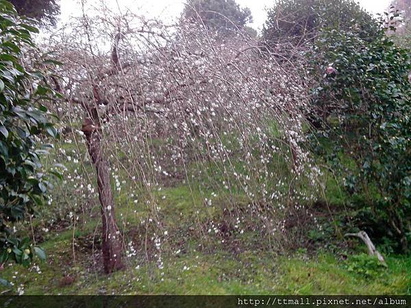 雪霸休閒農場30.jpg