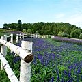 日本大爆走 / DAY2 / 国営滝野すずらん丘陵公園