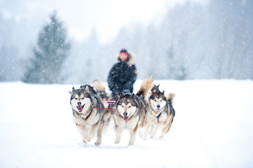 狗拉雪橇.jpg