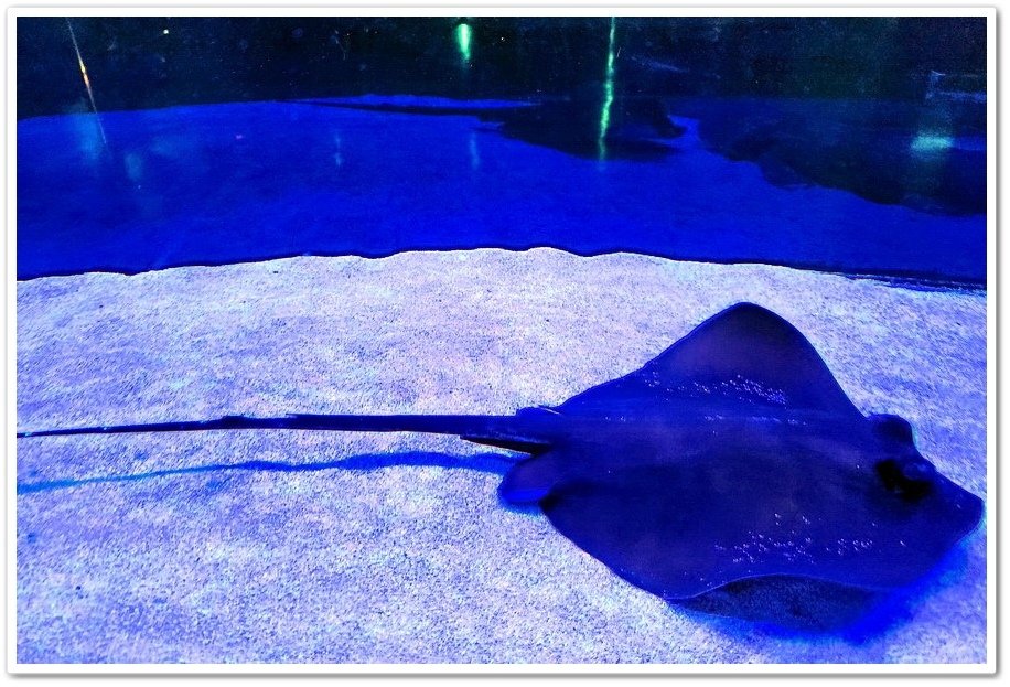 屏東長治鄉│農業生物科技園區《亞太水族中心》水族展示廳親子景