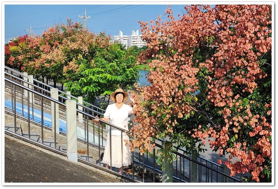 嘉義《金興社區》台灣欒樹─漫步在河堤的秋日限定美景