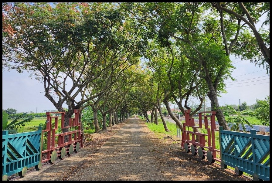 嘉義縣《保鹿自行車道》南靖社區路口處─台灣欒樹黃紅綠交織景象