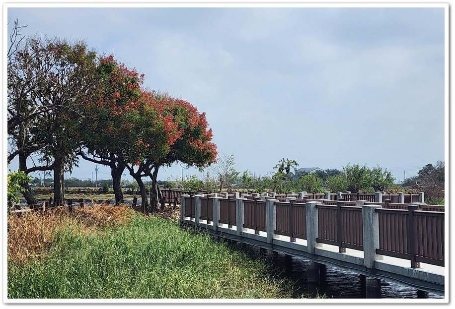 嘉義朴子市《牛挑灣埤生態園區》環湖步道台灣欒樹盛開