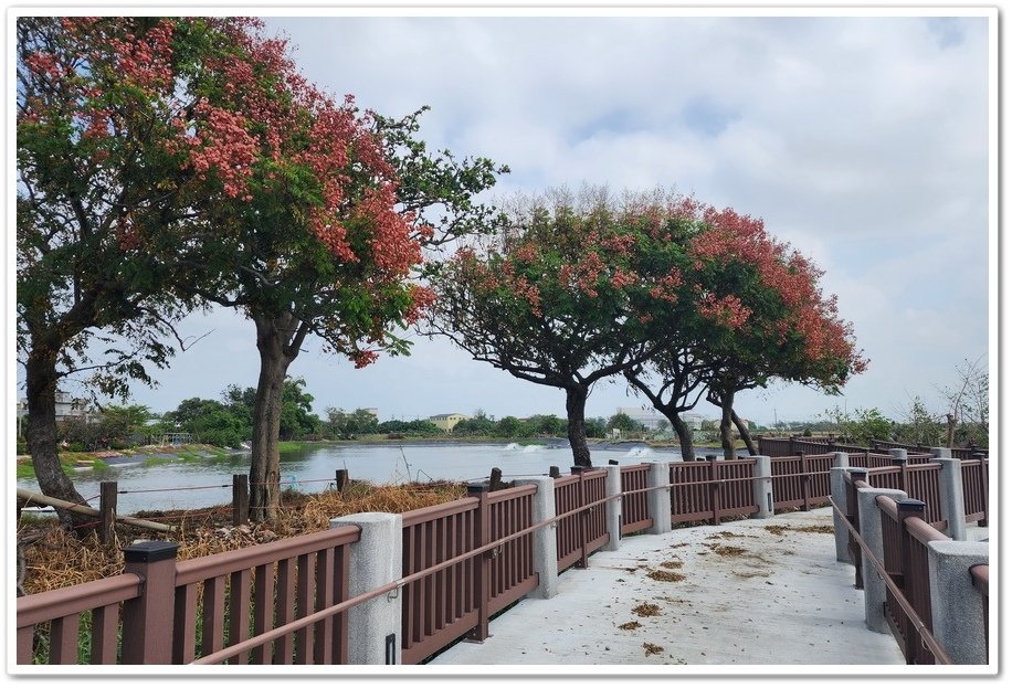 嘉義朴子市《牛挑灣埤生態園區》環湖步道台灣欒樹盛開