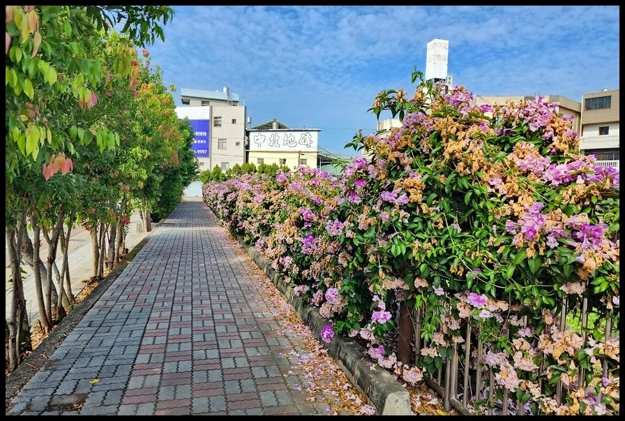 台中后里《月眉國小》蒜香藤─在秋日裡限定的美景