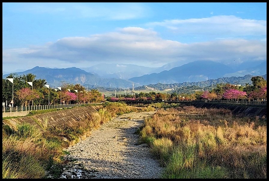 雲林斗六《梅林溪紅花風鈴木》滿版粉嫩花景妝點溪岸風華