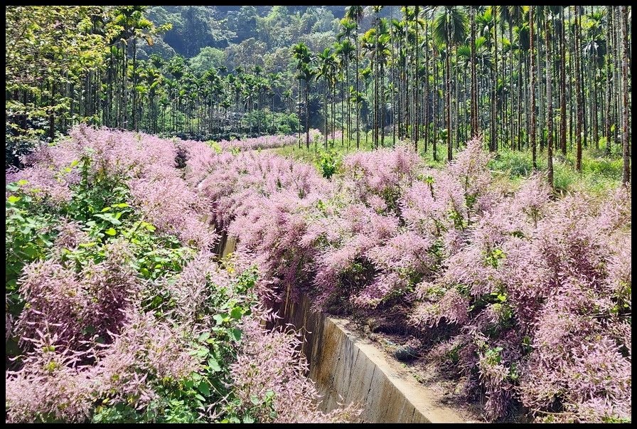 雲林古坑草嶺《青山坪咖啡農場》200公尺長淡紫色麝香木遊客美