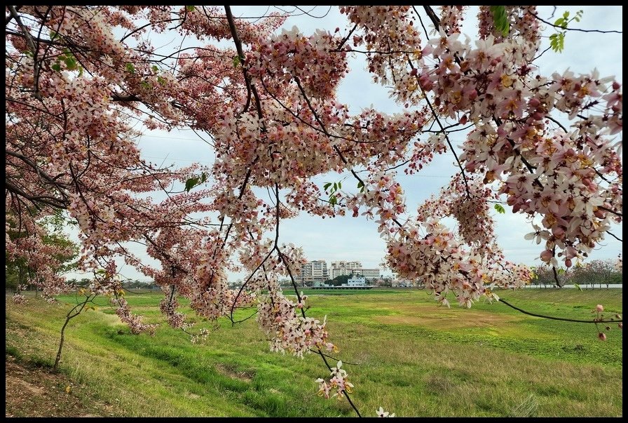 台南市《仁德滯洪池》2024花旗木盛開好浪漫‧吸引遊客爭相來