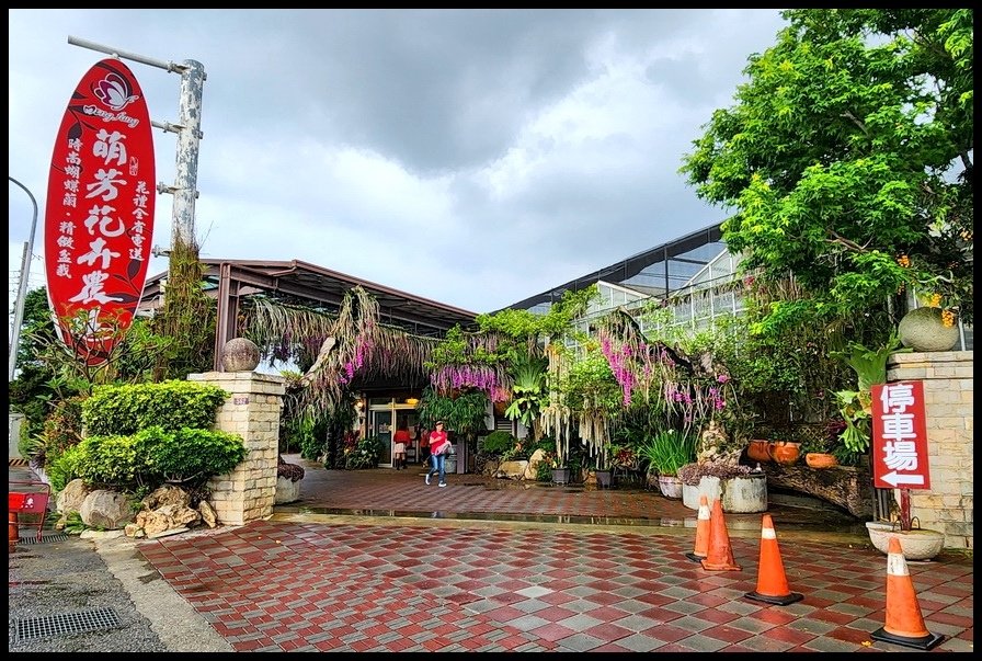 台中后里《萌芳花卉農場》石斛蘭花瀑、鹿角蕨、多肉植物、雨天免