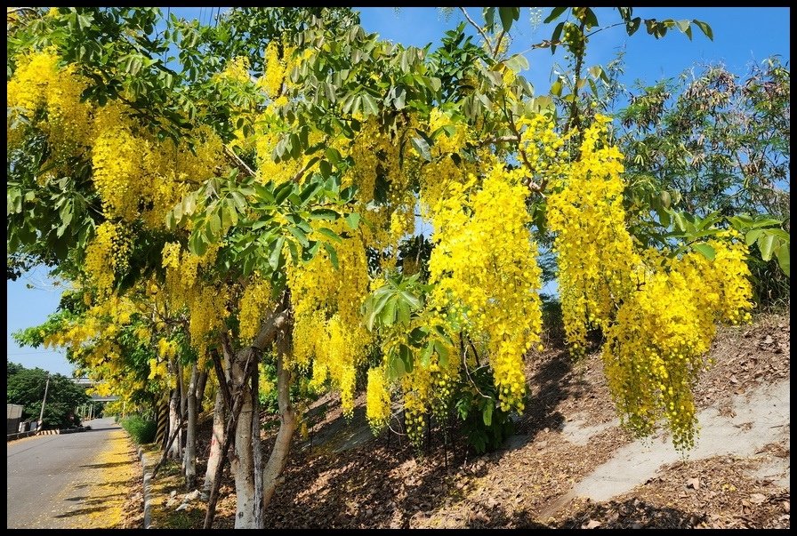 雲林縣大埤鄉《聯美大橋》滿版金黃阿勃勒美拍