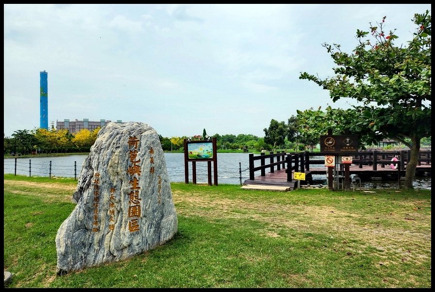 嘉義朴子《荷苞嶼生態園區》十二曲橋溼地祕境阿勃勒