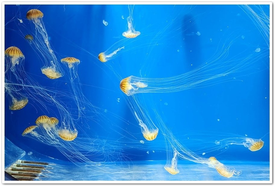 桃園《Xpark水族館》深入奇幻海底世界‧感受被大海、魚兒、