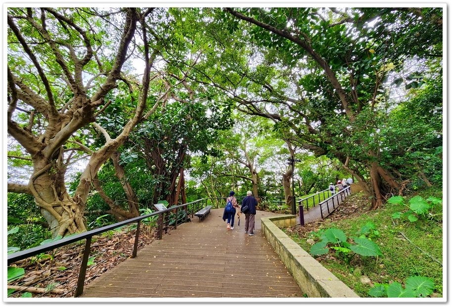 桃園虎頭山《奧爾森林學堂》與松鼠先生、貓頭鷹小姐一起開森林同