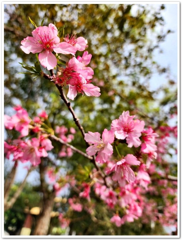 南投鹿谷鄉《小半天石馬公園》欣賞1年開2次花的河津櫻