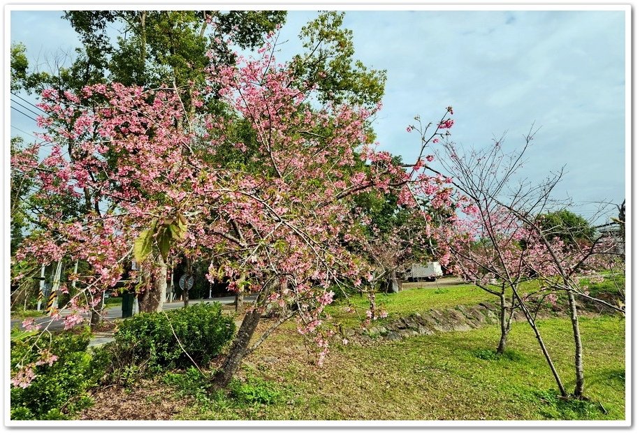 南投鹿谷鄉《小半天石馬公園》欣賞1年開2次花的河津櫻