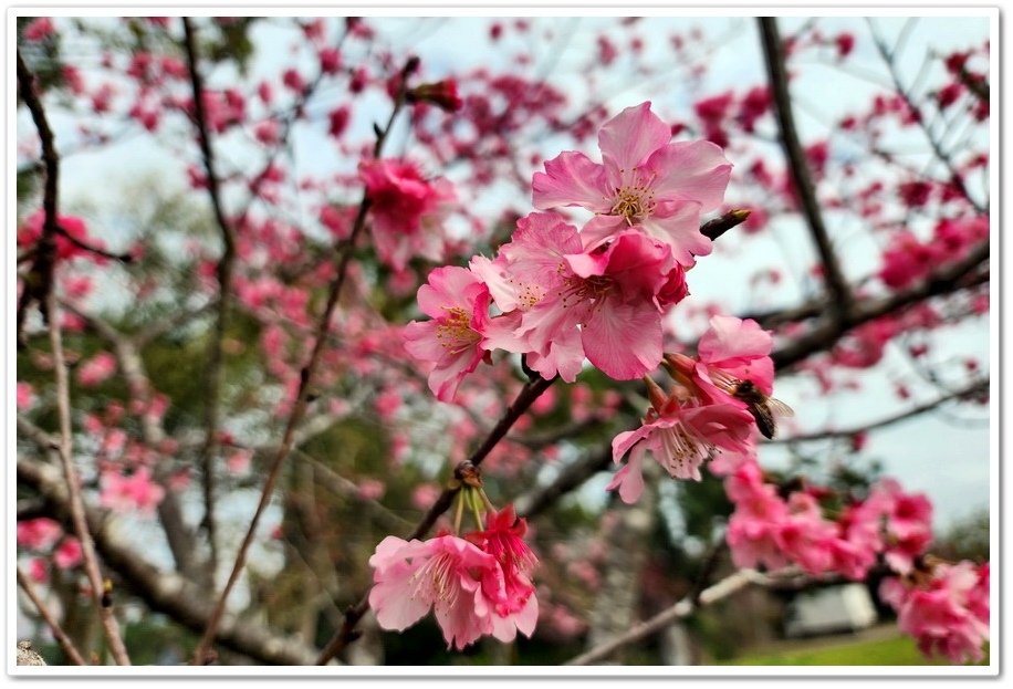 南投鹿谷鄉《小半天石馬公園》欣賞1年開2次花的河津櫻