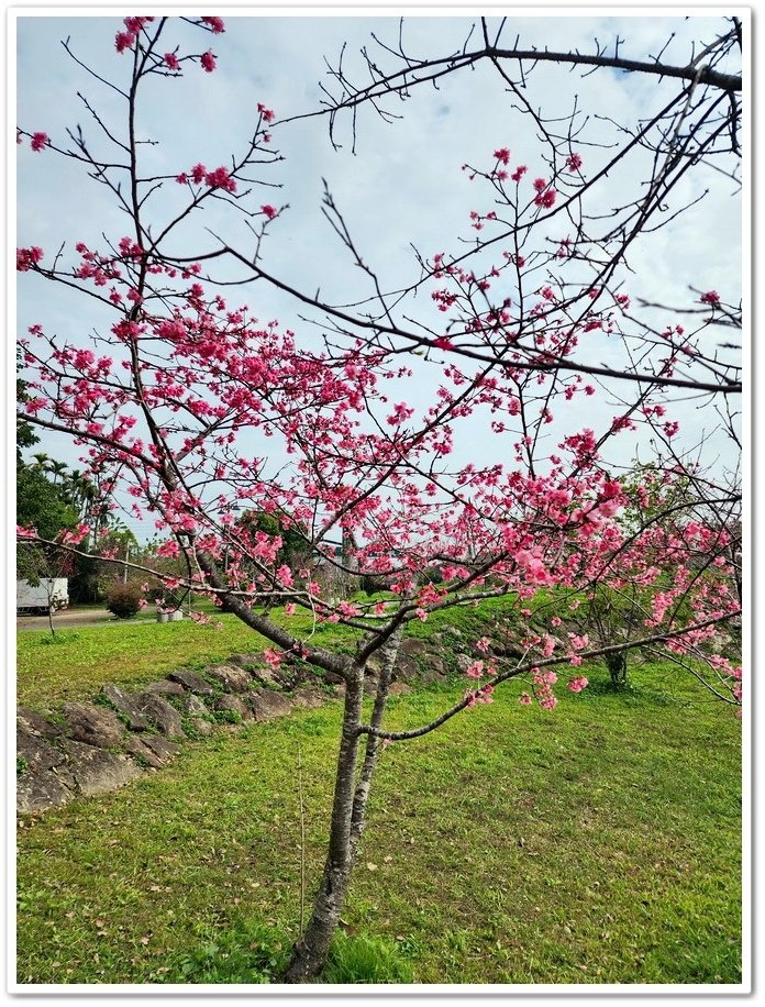 南投鹿谷鄉《小半天石馬公園》欣賞1年開2次花的河津櫻