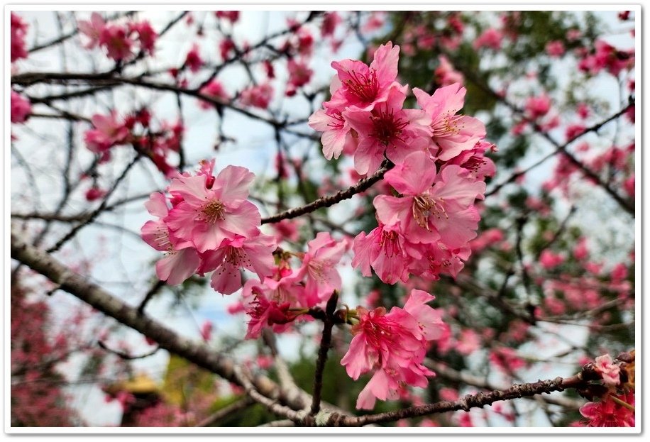 南投鹿谷鄉《小半天石馬公園》欣賞1年開2次花的河津櫻