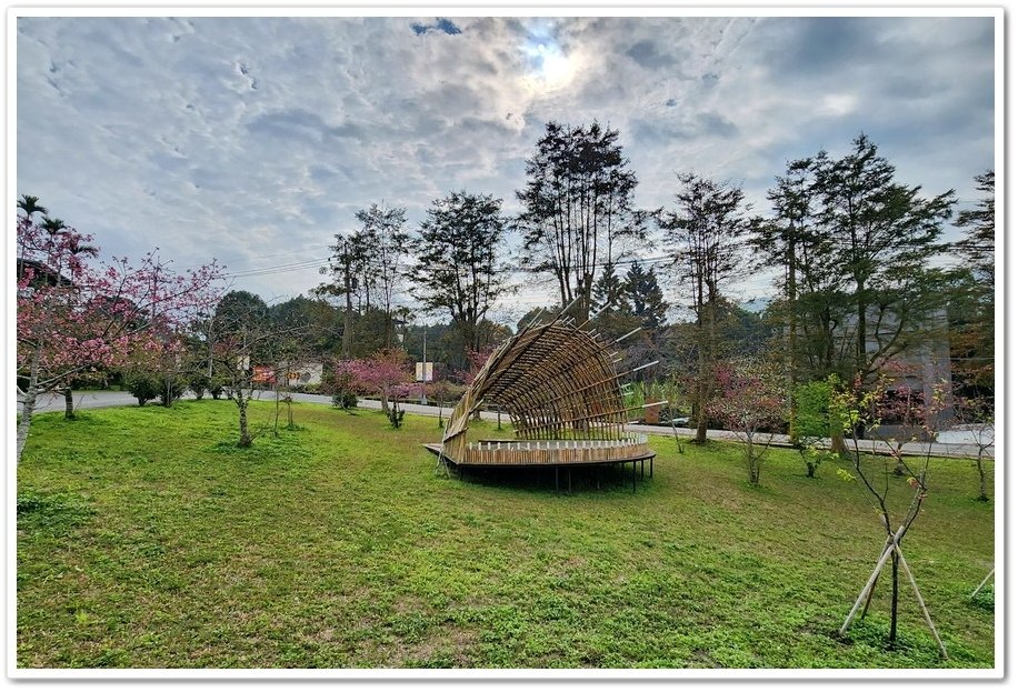 南投鹿谷鄉《小半天石馬公園》欣賞1年開2次花的河津櫻