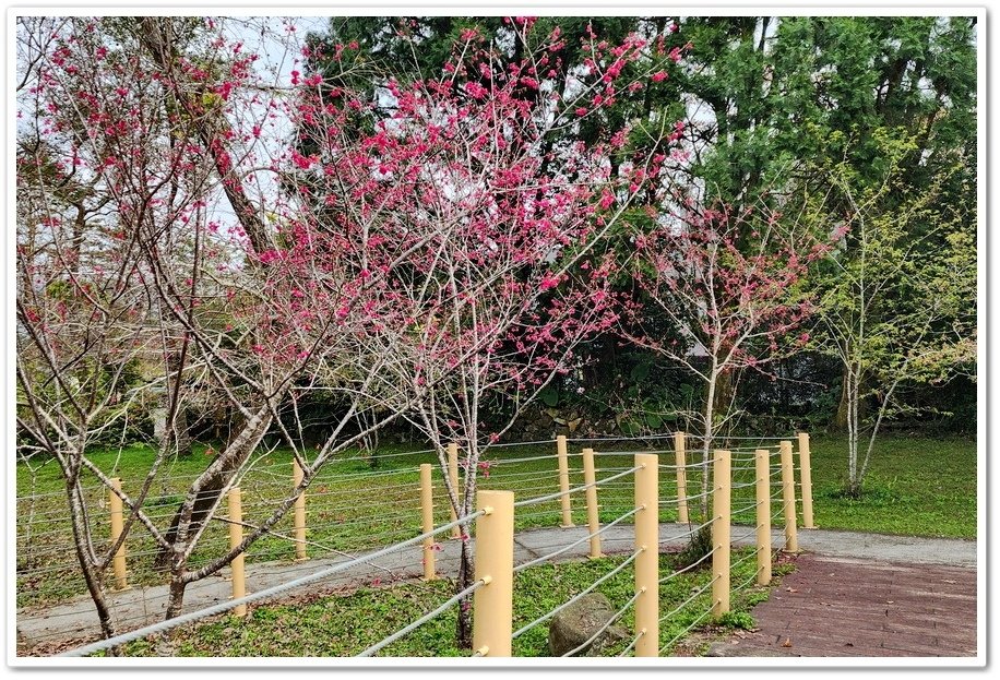 南投鹿谷鄉《小半天石馬公園》欣賞1年開2次花的河津櫻