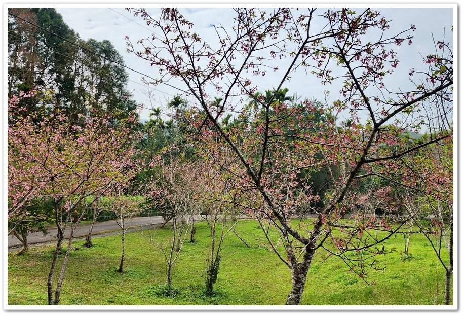 南投鹿谷鄉《小半天石馬公園》欣賞1年開2次花的河津櫻