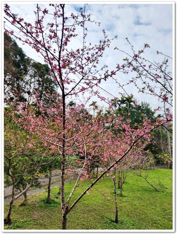 南投鹿谷鄉《小半天石馬公園》欣賞1年開2次花的河津櫻
