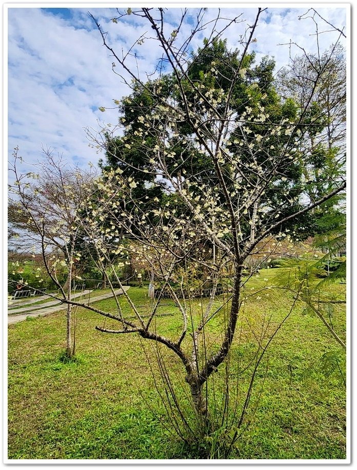 南投鹿谷鄉《小半天石馬公園》欣賞1年開2次花的河津櫻