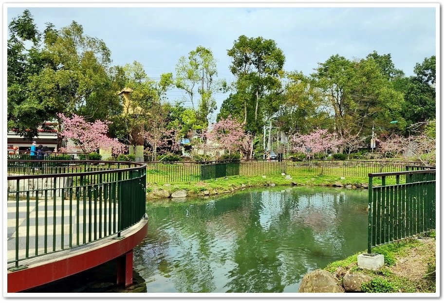 南投鹿谷鄉《小半天石馬公園》欣賞1年開2次花的河津櫻