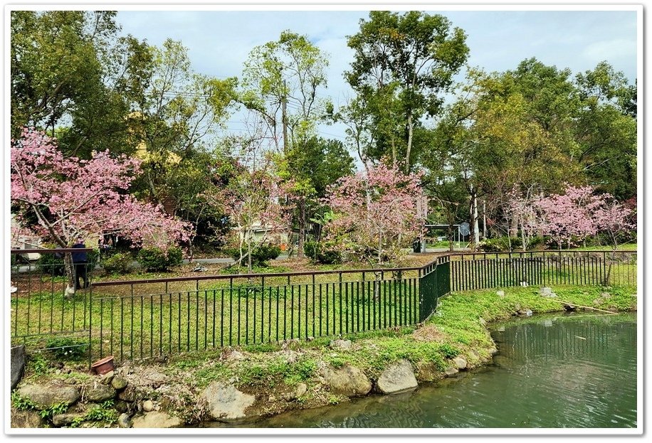 南投鹿谷鄉《小半天石馬公園》欣賞1年開2次花的河津櫻