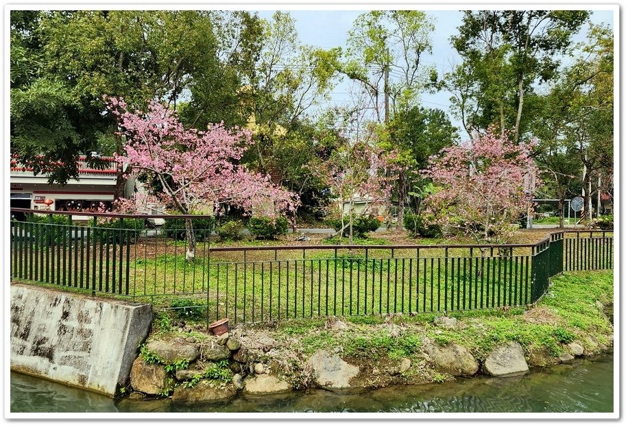 南投鹿谷鄉《小半天石馬公園》欣賞1年開2次花的河津櫻