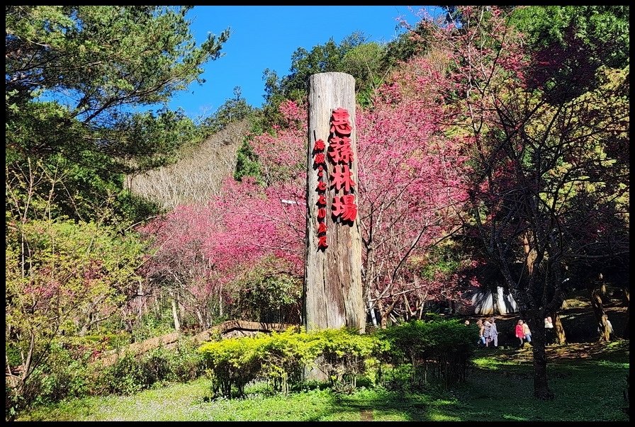 南投縣國姓鄉《惠蓀林場》北港溪峽谷、杜鵑嶺步道、森林遊樂區賞