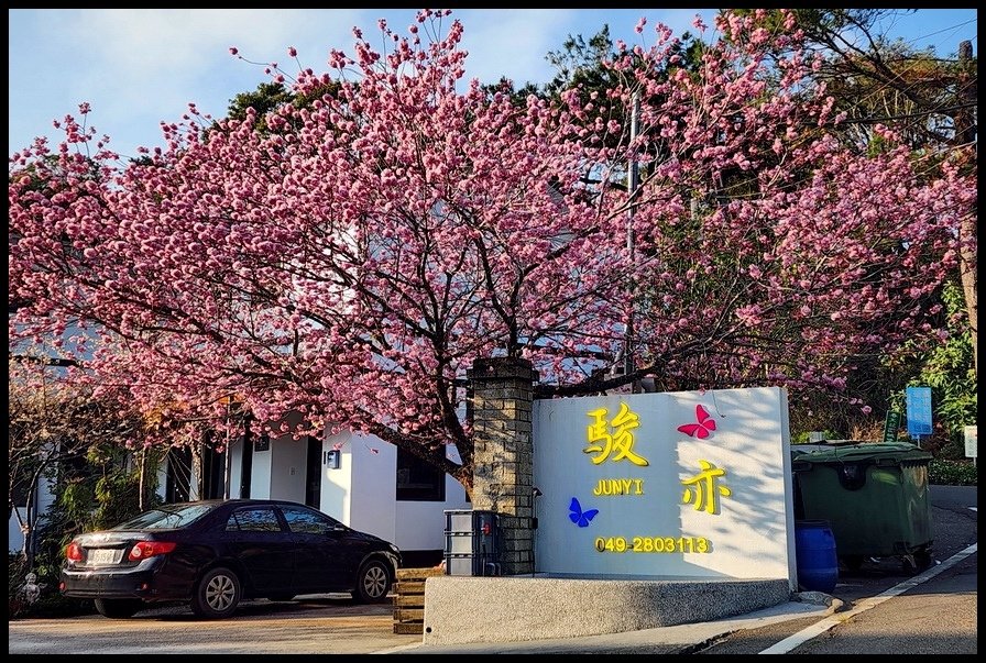 南投清境《駿亦景觀民宿》夢幻山景＋雲海美境＋綻放櫻花