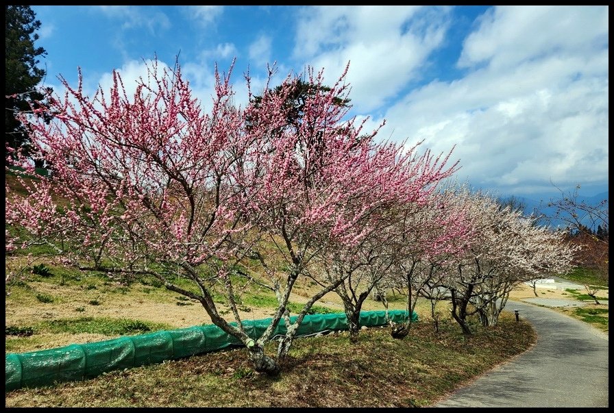 台中市和平區《福壽山農場本部》雪白櫻花『大島櫻』努力綻放