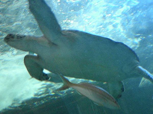 DSCN0602.JPG