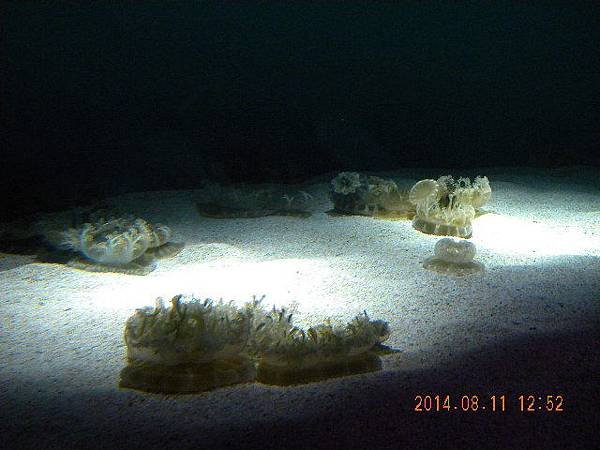 DSCN0717.JPG