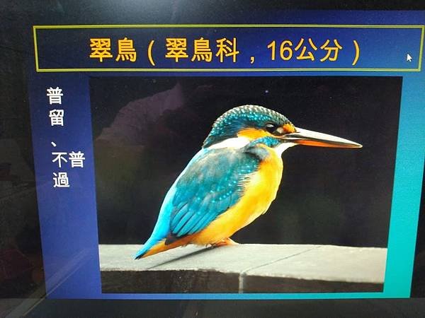 009翠鳥01.jpg