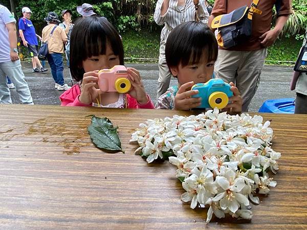 113年4月28日桐花小旅行