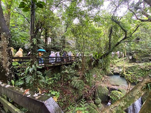 113年4月28日桐花小旅行