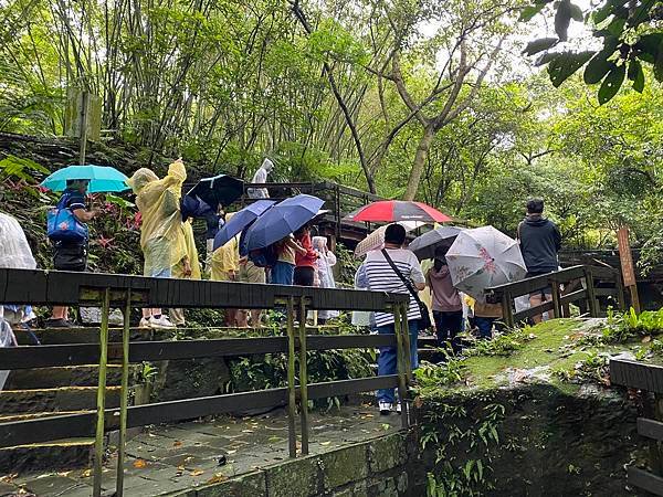 113年4月28日桐花小旅行