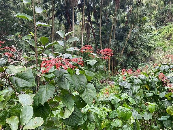 LINE_ALBUM_113.11.3善息寺-採芹步道_241108_61.jpg