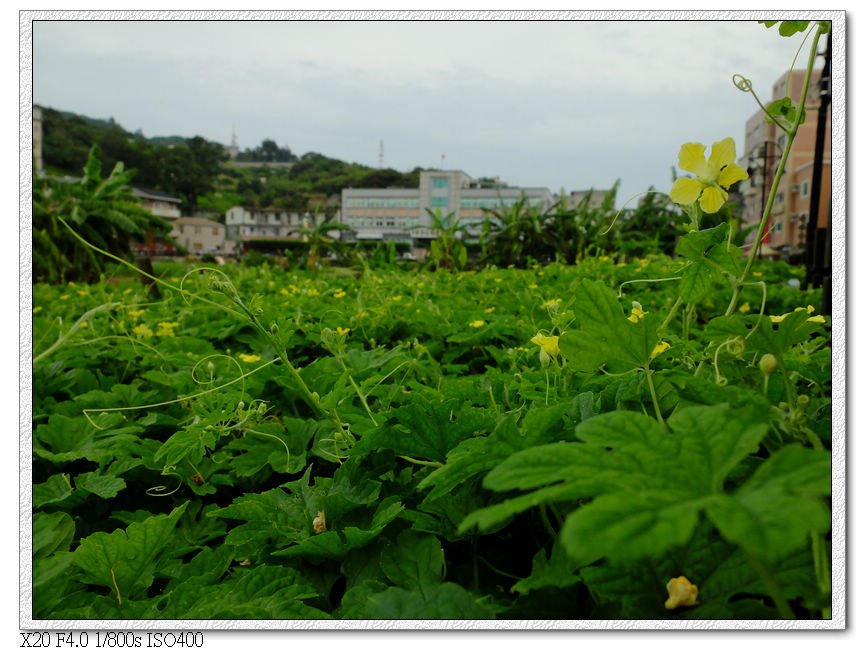 山隴-蔬菜公園