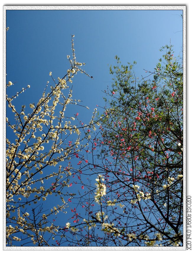 後慈湖-李花,山櫻花